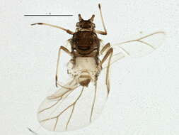 Image of Aphid