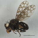 Image of Ilythea spilota (Curtis 1832)
