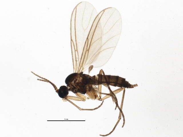 Image of Dark-winged fungus gnat