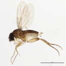 Image of Megaselia albicaudata (Wood 1910)