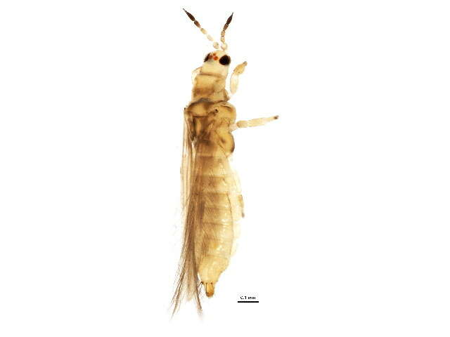 Image of Anaphothrips