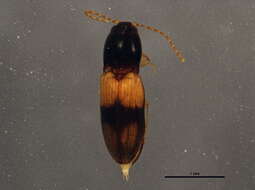 Image de <i>Horistonotus curiatus</i>