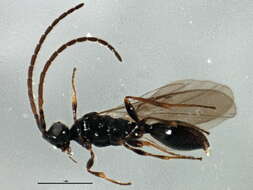 صورة <i>Belyta validicornis</i>