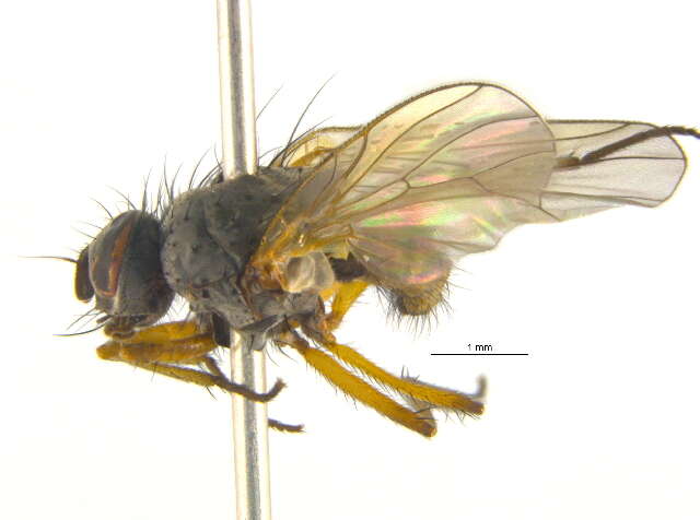 Image of Emmesomyia