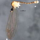 Sivun Dicranomyia (Dicranomyia) frontalis (Staeger 1840) kuva