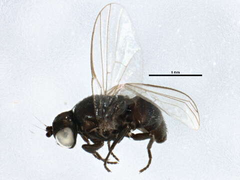 Imagem de Ophiomyia similata (Malloch 1918)