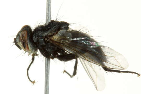 صورة Blondelia hyphantriae (Tothill 1922)