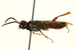 Image of <i>Taxonus epicera</i>