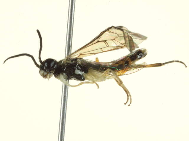 Image of <i>Ametastegia articulata</i>