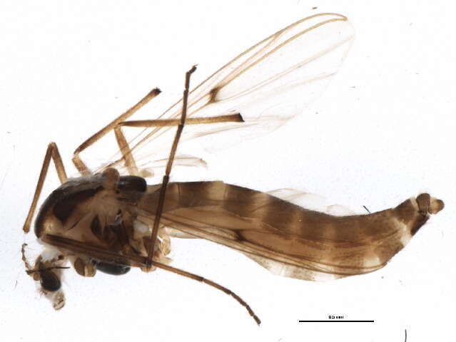 Image of Chironomus harpi Sublette 1991