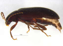 Image of Hymenorus obesus Casey 1891