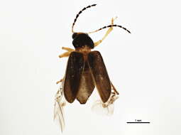 Image of Metachroma angustulum Crotch 1873