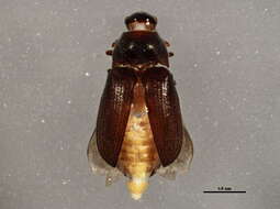 Image de Aulonothroscus constrictor (Say 1839)