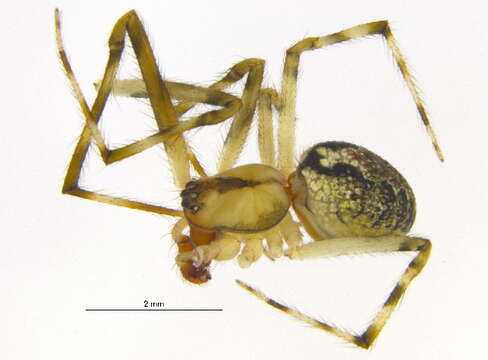 Image of Theridion murarium Emerton 1882