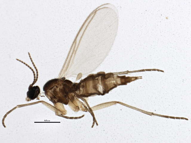 Sivun Bradysia urticae Mohrig & Menzel 1992 kuva