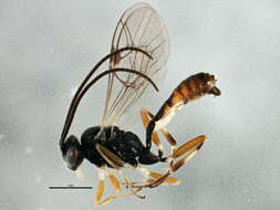 Image of Diadegma insulare (Cresson 1865)