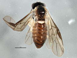 Image of Acordulecera dorsalis