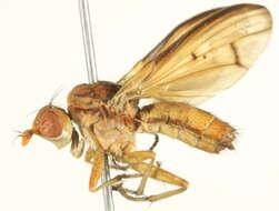 Image of Tetanocera melanostigma Steyskal 1959