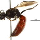 Image of Sphecodes persimilis Lovell & Cockerell 1907