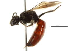 Sphecodes persimilis Lovell & Cockerell 1907 resmi