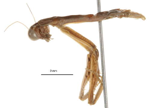 Image of Chinese mantis