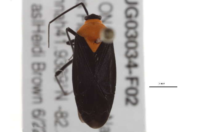 Prepops rubellicollis (Knight 1923)的圖片