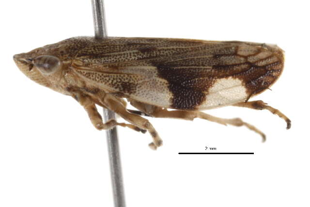 Imagem de Aphrophora quadrinotata Say 1830