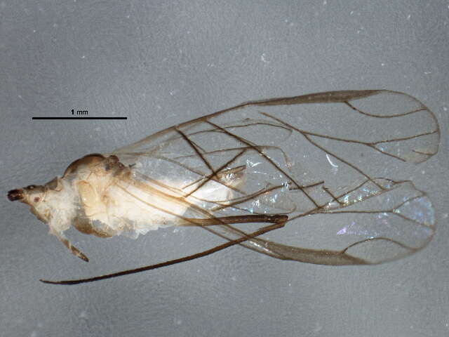 Image of Amphorophora (Amphorophora) sensoriata Mason & P. W. 1923