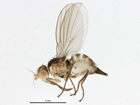 Image of Phytoliriomyza arctica (Lundbeck 1901)
