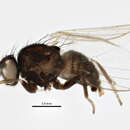 Слика од <i>Cerodontha eucaricis</i>