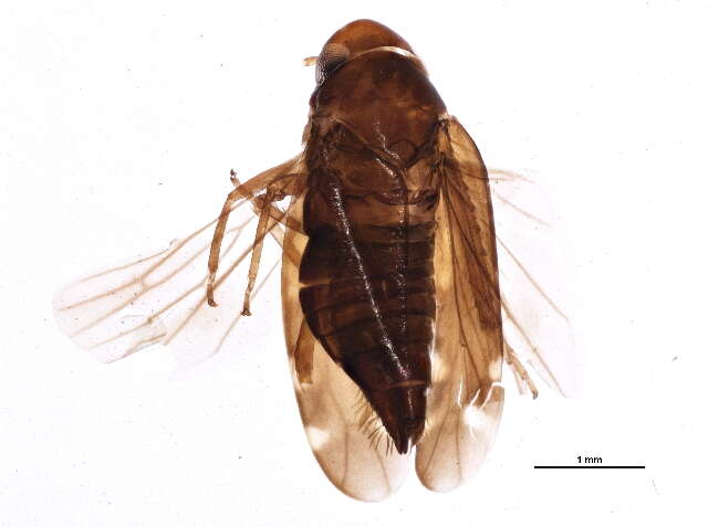 Image of Xestocephalus