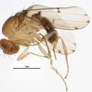 Imagem de Drosophila palustris Spencer 1942