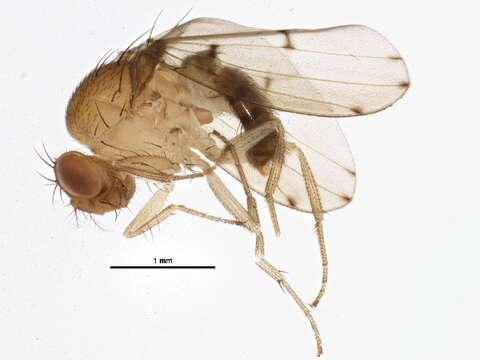 Imagem de Drosophila palustris Spencer 1942