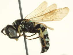 Philanthus politus Say 1824的圖片