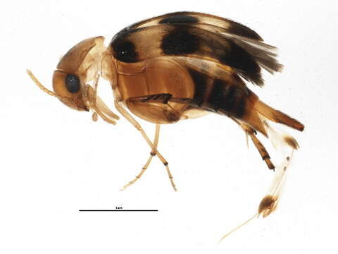 Image of Mordellistena trifasciata (Say 1826)