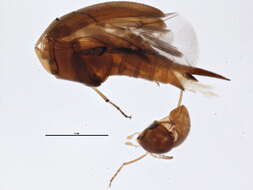 Image of Mordellina testacea (Blatchley 1910)