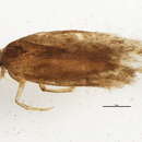 Image of <i>Bryotropha hodgesi</i>