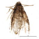 Image of Stigmella intermedia (Braun 1917) Wilkinson et al. 1979