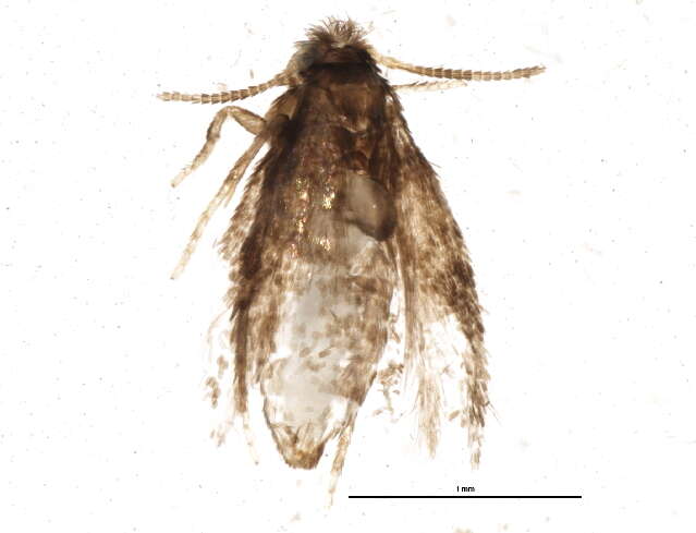 Image of Stigmella intermedia (Braun 1917) Wilkinson et al. 1979