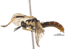 Image of Xylomya