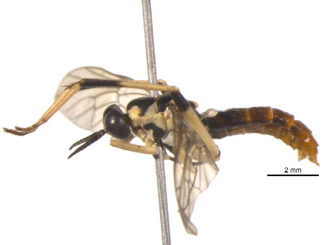 Image of Xylomya