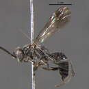 Image of <i>Dipogon papago</i>