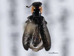 Image of Placopterus