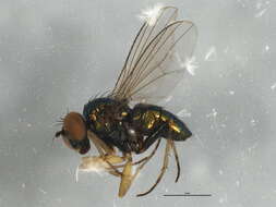 Image of Fly