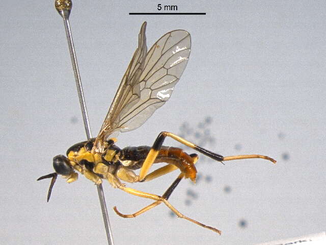 Image of Xylomya