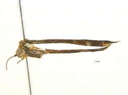 Image of Geina tenuidactylus (Fitch 1854)