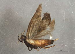Image of Anacampsis conclusella Walker 1864