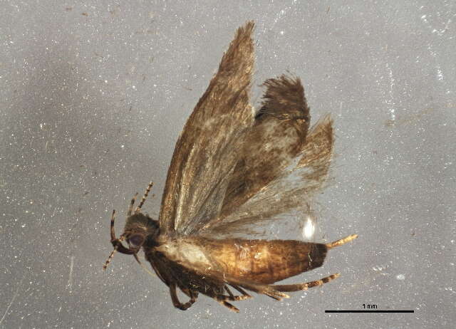 Image of Anacampsis conclusella Walker 1864