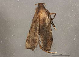 Image of Anacampsis conclusella Walker 1864