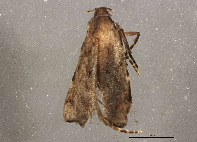 Image of Anacampsis conclusella Walker 1864